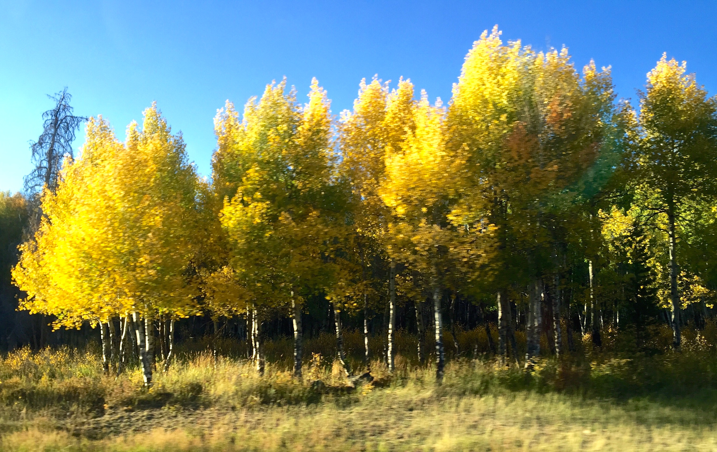 Aspen trees in their golden glory